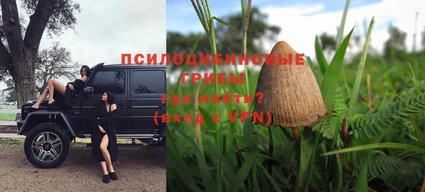 прущие грибы Железногорск-Илимский